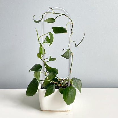 2 Pack U-Shaped Clear Acrylic Trellis for Indoor Plants, Small Plant Trellis for Potted Plants Climbing Plants, Plant Support Hoya Trellis for Vine Ivy Hoya Indoor Outdoor