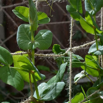 Jute Trellis Netting - Jute Netting for Garden, Heavy Duty Plant Support Netting for Climbing Plants, Cucumber, Vine, Fruits & Vegetables, Climbing Vining Plants (3.3 Ft X 16.4 Ft, 5.9 Inch Squares)