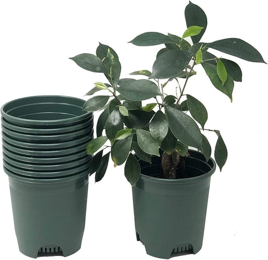 5.5 Inch Gardening Flower Pots 10-Pack Green Pot Liners 0.5 Gallon Nursery Pot Plastic Planters for Outdoor Indoor Plants with Drainage Holes