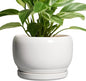 SQOWL Ceramic Planters for Indoor Plants - 8 Inch Plants Pot, Round Outdoor Flower Pot with Drainage Hole and Saucer, Decorative Modern Planter, Kitchen Decor, House Gifts, White
