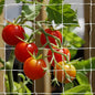 Tcamp Heavy-Duty Polyester Plant Trellis Netting 5 x 30ft (1 Pack) (5 Ft X 30 Ft)