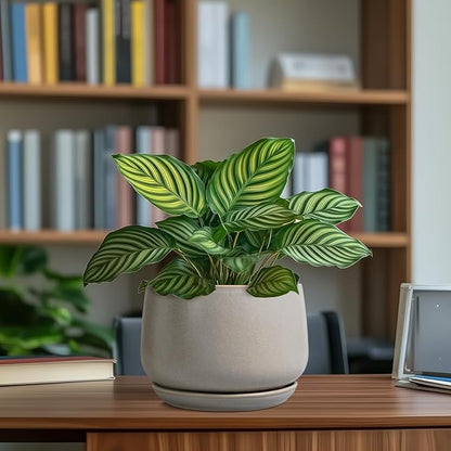 G EPGardening Ceramic Pots for Plants 7 Inch - Large Ceramic Planters for Indoor Plants Outdoor Modern Flower Pot with Drainage Holes and Saucer for Office Garden Patio Grey