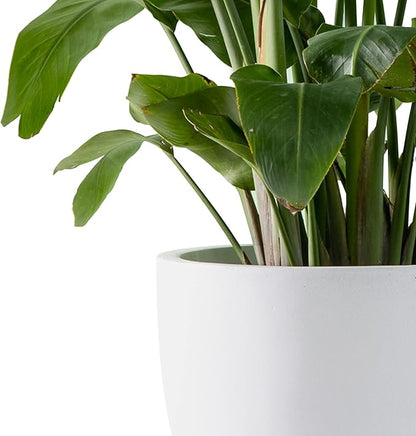Kante 13.4" Dia Round Concrete Planter, Large Outdoor Modern Indoor Decorative Plant Pots with Drainage Hole and Rubber Plug for Home and Garden, Pure White