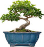 Bonsai Tree Pot - 11 Inch Ceramic Succulent Pots, Bonsai Planter for Indoor Outdoor, Decorative Plant Pot with Drainage Hole, Oval Flower Pot, Home Garden Decor, Garden Gifts, Retro Blue