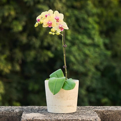 Ekirlin 7 Inch Natural Travertine Textures Plant Pot, Resin Outdoor Planter with Drainage Hole, Removable Rubber Stopper and Non-Slip Soft Pad,Weatherproof Decorative Pot for Indoor/Garden Plants