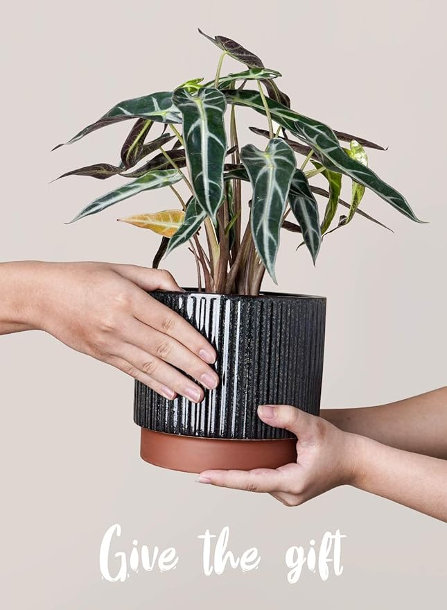 LE TAUCI Ceramic Plant Pots with Drainage Holes, Set of 3, 8+6.7+5.5 Inch Stripe Garden Planter Pots for Outdoor Indoor Plants Flower, Round Succulent Orchid Flower Pot, Reactive Glaze Black