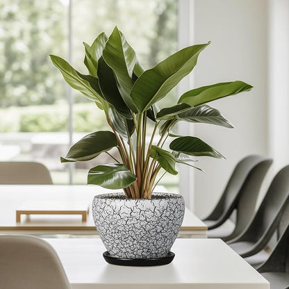 Ceramic Planter Pot - 6 Inch Plant Pot with Drainage Hole and Saucer, Succulent Pot Glaze Round for Indoor Outdoor Plants, White and Black