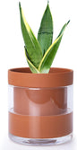 Phoenix Vine 6 Inch Self Watering Planter Pot, Terracotta Clay Pot with Glass Reservoir for Indoor Plants, Herbs, Flowers, Set of 1, 52-A-F-1