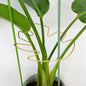 5PCS Durable Monstera Plant Stem Support Stake with Adjustable Leaf Holders - Plant Support Kit for Indoor Botanicals, Cactus Stabilizers, and Turtle Shell Climbers - Ideal for Plant Enthusiasts