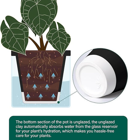 D'vine Dev 6 Inch Design Self Watering Planter for Indoor Plants, Black Terracotta Pot with Cylinder Glass Cup, Set of 2, 37-Y-B-3