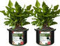 2-Pack 50 Gallon Plant Grow Bags, Thickened Nonwoven Fabric Pots with Handles,Sturdy Garden Planters Aeration Gardening Container to for Plants, Vegetables, and Flowers