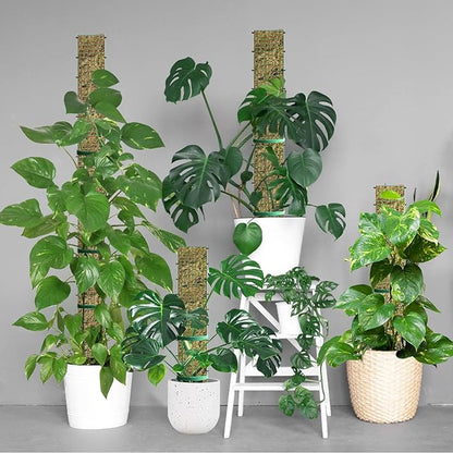 60"/40"/24" Metal Moss Pole, D Shape Sphagnum Moss Pole, Moss Poles for Climbing Plants, Monstera, Indoor Climbing Plants (4Pcs 24")