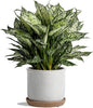 5.8 Inch Plant Pot: Ceramic Planter with Drainage Hole & Saucer for Indoor Outdoor Plants - Flowerpot with Bonded Tray for Home Office - Retro Style, Grey
