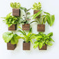 LaLaGreen Wood Planter Boxes for Plants (4x4 Inch, 8 Pack) Small Square Wall Mounted Planters for Indoor Plant, Herb Wooden Box Hanging Flower Pot Plant Holder Outdoor Fence Vertical Garden Home Decor