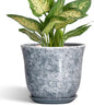Ceramic Planter - 6 Inch Plant Pot for Indoor Outdoor, Small Plant Pots with Drainage Hole and Saucer, Modern Round Planter, Succulent Orchid Pot, Home Room Decor, Birthday Gifts, Grey