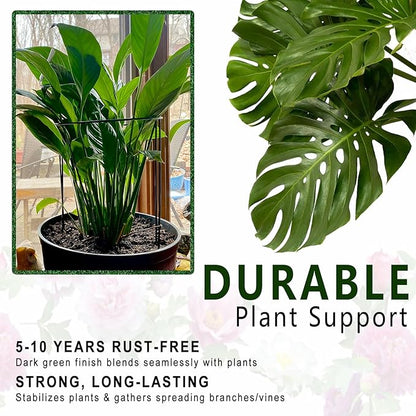 6 Pack Detachable & Assemblable Metal Plant Support Stakes - Garden Support Ring, Tomato Seedling Cage, Young Monstera/Pothos for Growing Indoor/Outdoor (10" W x 16" H)