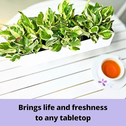 LaLaGreen Wall Planter (24 Inch, 2 Pack) Carbon Steel White Metal Hanging Flower Pot for Succulents, Wall Mount Rectangular Window Sill Box Fence Floating Garden Shelf for Deck Indoor Outdoor Decor