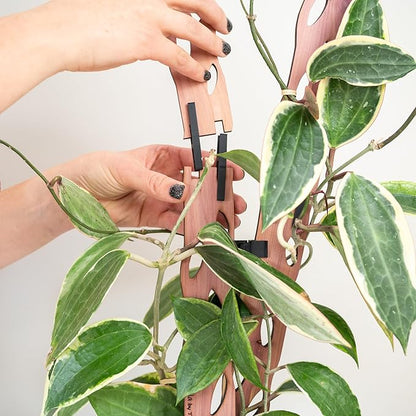 Treleaf Zella Regular Extension Kit - Wooden Extendable Plant Trellis for Indoor Climbing Houseplants - Modular Plant Support