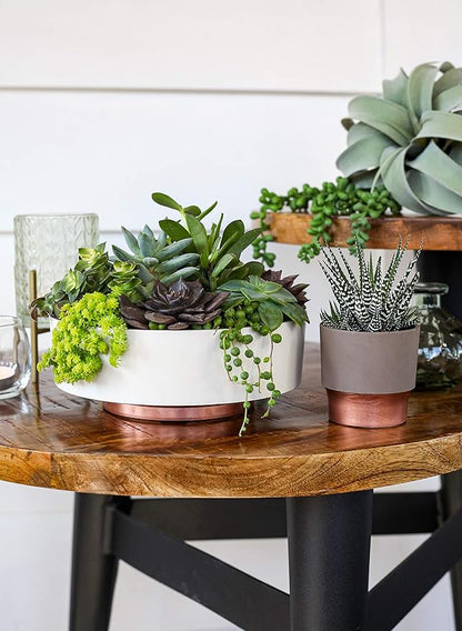 The HC Companies 8 Inch Round Plastic Succulent Capri Bowl Decorative Indoor Flower Succulent Planter Pot with Drain Plug Hole, Artisan Taupe with Copper Bottom Color (2 Pack)