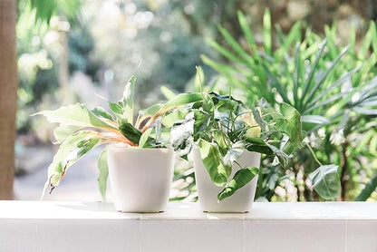 GARDENIX DECOR 5" Self Watering pots for Indoor Plants - Flower Pot with Water Level Indicator for Plants, Grow Tracking Tool - Self Watering Planter Plant Pot – 2 Pack White