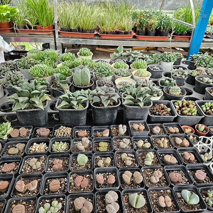 BTPLASTIK Small Plant Pots 3.5 Inch, 120 Pcs Nursery Pots with Drainage Holes, Durable Plastic Succulents Pots for Seedlings, Cuttings (Black)