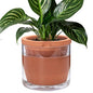 D'vine Dev 8 Inch Design Self Watering Pot for Indoor Plants, Terracotta Planter with Cylinder Glass Cup, 37-X-C-1