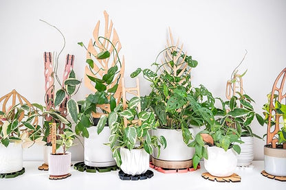 Treleaf Zella Grande Extension Kit - Wooden Extendable Plant Trellis for Indoor Climbing Houseplants - Modular Plant Support