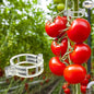 Dalzom® 300Pcs Tomato Clips, Plastic Trellis Clips Plant Support Clips, Plant Clips for Support, Grape Vine, Tomato Vine, Vegetables Plants, Garden Clips to Grow Upright Makes Plants Healthier