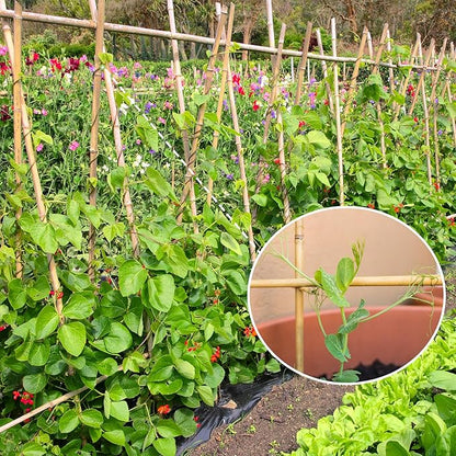 Plant Stakes,3FT Longer Sturdy Natural Bamboo Garden Stakes,GAGINANG 25Pcs Bamboo Sticks Trellis Support for Tomato, Vegetables Beans Trees Climbing Plants