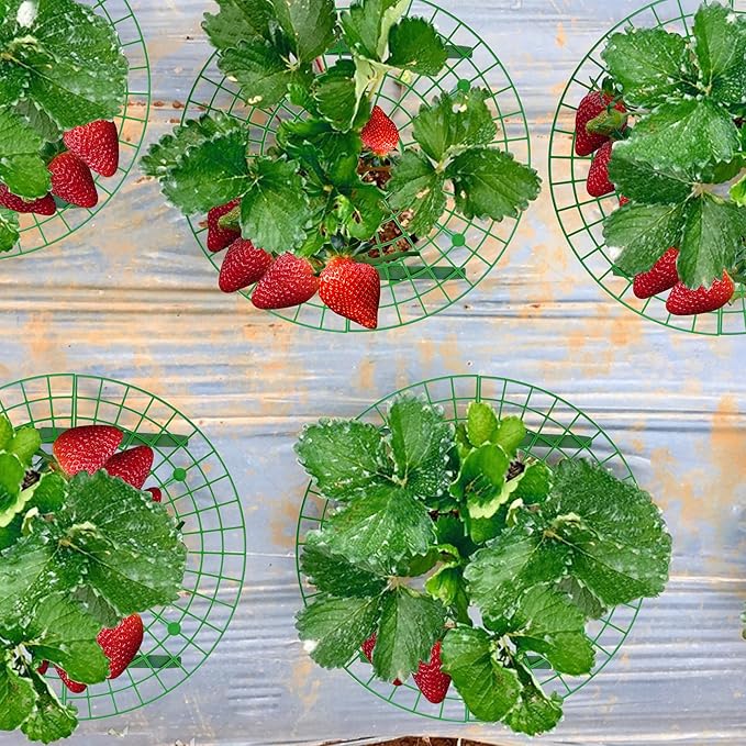 Iceyyyy 10 Pack Strawberry Plant Support - Large Size Strawberry Growing Racks - Strawberry Growing Frame for Keeping Garden Strawberry Clean